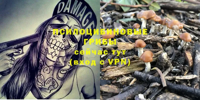 Псилоцибиновые грибы Magic Shrooms  наркошоп  Усть-Лабинск 